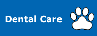 Dog and Cat Dental Care Services