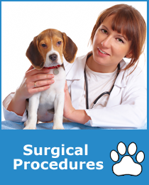 Pet Surgical Procedures Sammamish